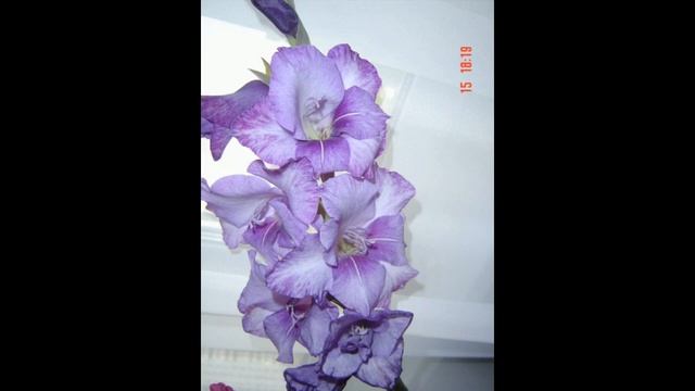 ГЛАДИОЛУСЫ,ВЫРАЩЕННЫЕ МНОЙ НА ДАЧЕ. смотреть онлайн