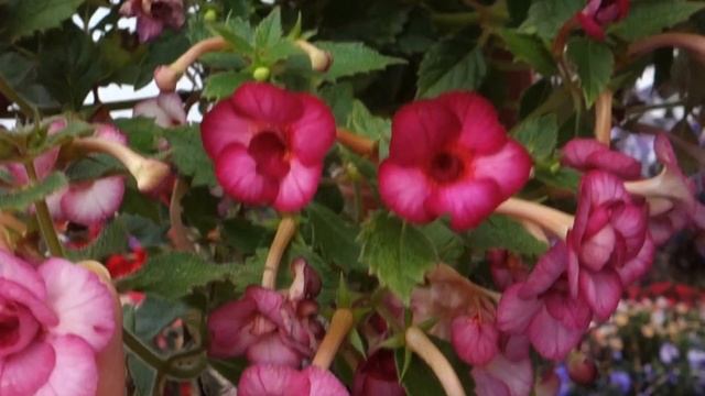 Ахименес Cherry Blossom