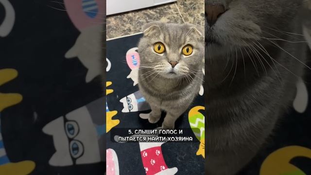 Кошка думает, что Вы её мама? смотреть онлайн