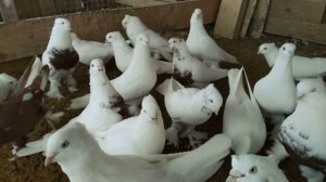 23 февраля 2020 г. о происхождении андижанских голубей, личное мнение, андижанские голуби