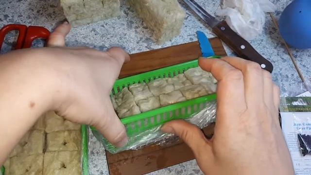 Лук слизун в каменной вате!!! Сеем в домашнюю гидропонную установку! смотреть онлайн