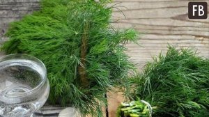 Густая зелень: как сделать так, чтобы укроп рос и не цвел все лето.