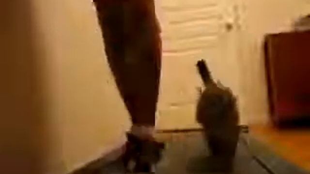Котенок на беговой дорожке) Kitten on a treadmill) смотреть онлайн