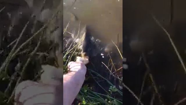 Сон рыбака) смотреть онлайн