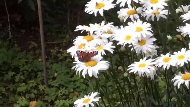 Ромашки смотреть онлайн