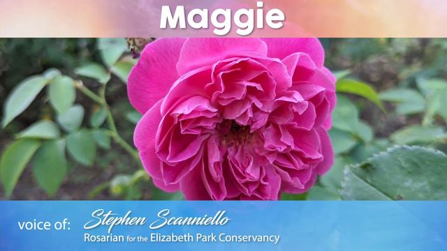 Elizabeth Park's Heritage Rose Garden - Maggie Rose смотреть онлайн
