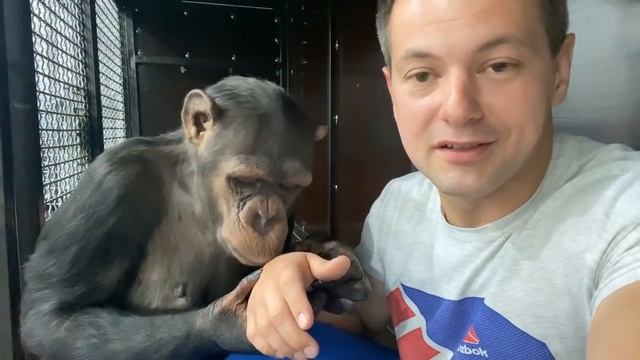 Дан Запашный и его обезьяны, шимпанзе Мальта и Боня в прямом эфире смотреть онлайн