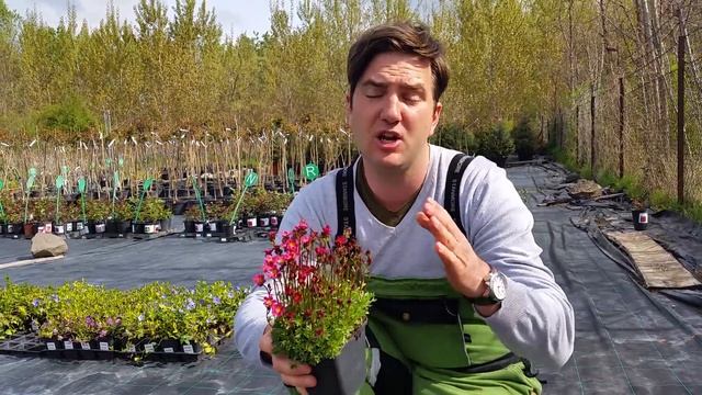 Kőtörőfű - Saxifraga arendsii 'Peter Pan' смотреть онлайн