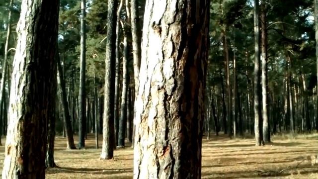 В ОСЕННЕМ ЛЕСУ. ВОЗДУХ И ЗАПАХОМ ХВОИ. смотреть онлайн