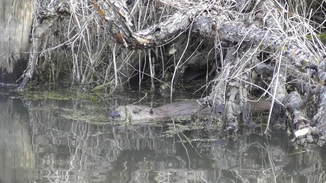 Бобр пытается понять где спрятался охотник ( Castor fiber ) смотреть онлайн