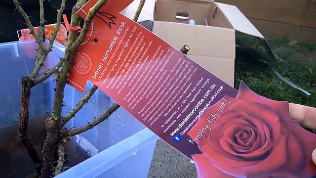 Second batch of my bare rooted roses arrived 2022 смотреть онлайн