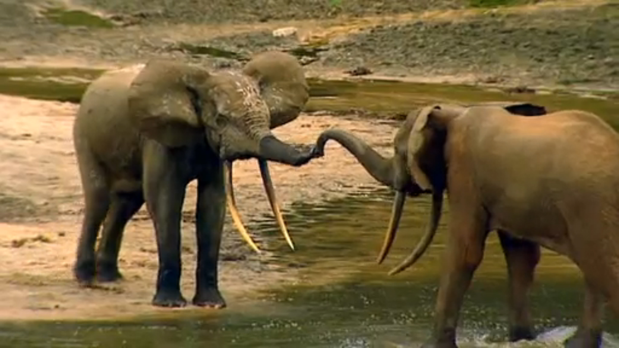 Central African Republic