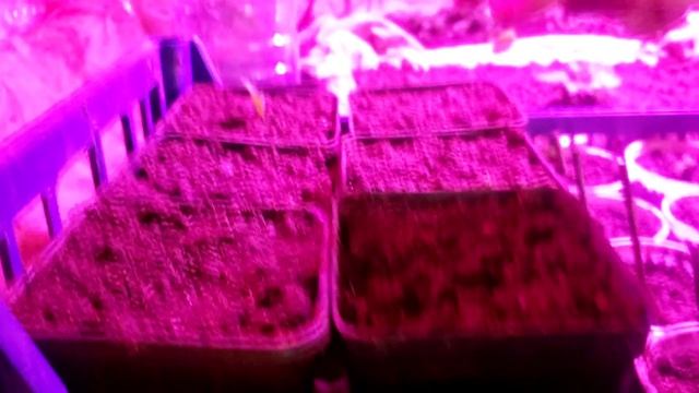 Ежевика Блэк Джем. Размножаю корневыми черенками. смотреть онлайн