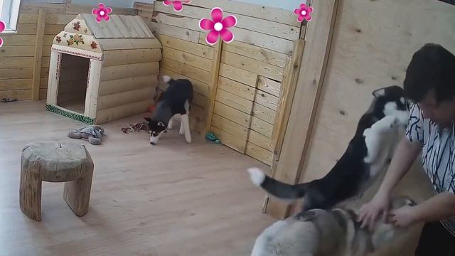 С Днём Рождения,Нина! смотреть онлайн