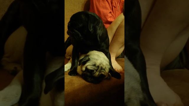 Забавные мопсы.Спящие мопсы смотреть онлайн