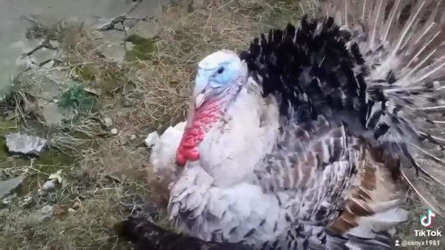 Важный индюк смотреть онлайн