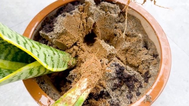 AMAZING aquatic Tiger Tongue plant. Steps to grow aquatic Tiger Tongue at home properly смотреть онлайн