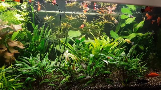 Установил второй фильтр, почистил растения смотреть онлайн