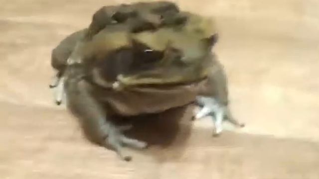 Жаба ага смотреть онлайн