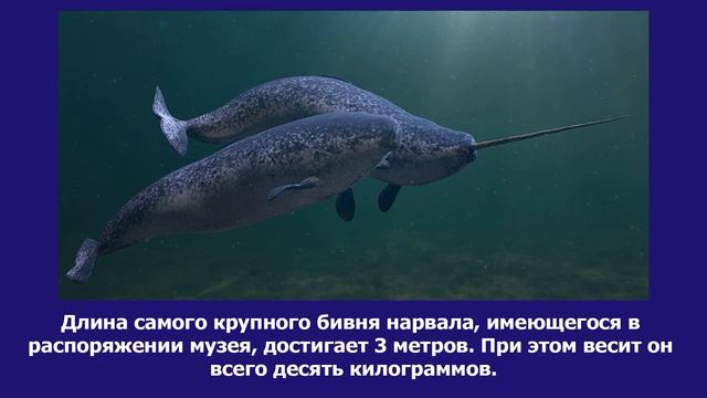 Интересные факты о нарвалах. А вы знали об этом? Будь умным! смотреть онлайн