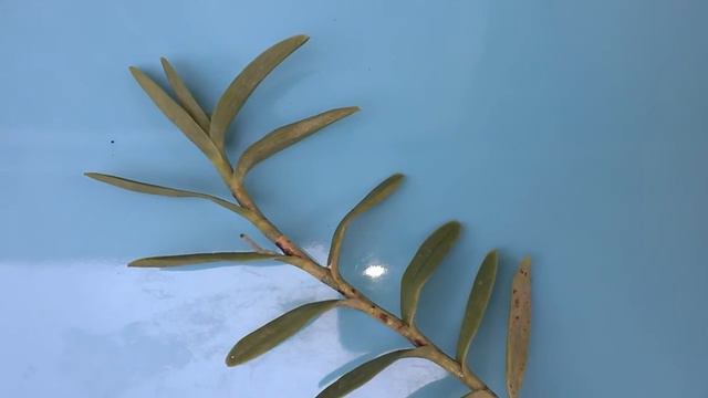 ОРХИДЕЯ Эпидендрум (Epidendrum Radicans) Мой новый трофей!!! Доминикана.