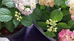 Цветение гортензии Таблетензия к 8 марта🌸
