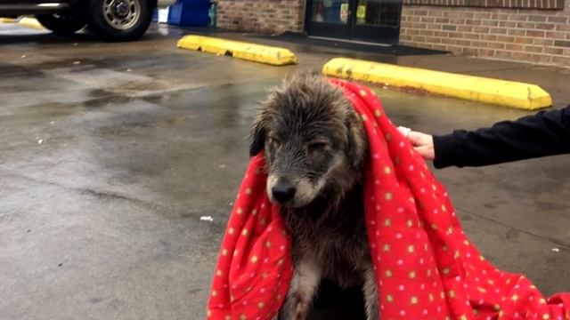 Собака, брошенная под дождем, боится даже двигаться... смотреть онлайн