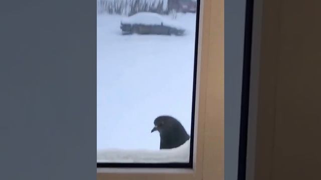 Как распознать шпиона, голубь, птицы разведчик, нежданчик, лайфхак смотреть онлайн