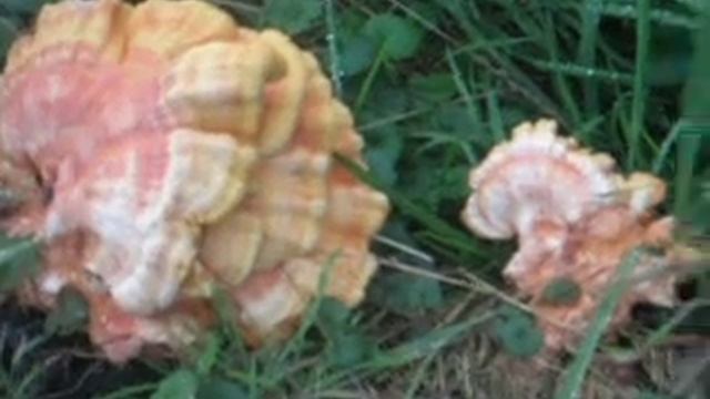Champignon géant смотреть онлайн