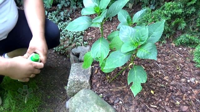 Kilka Sposobów Na ślimaki