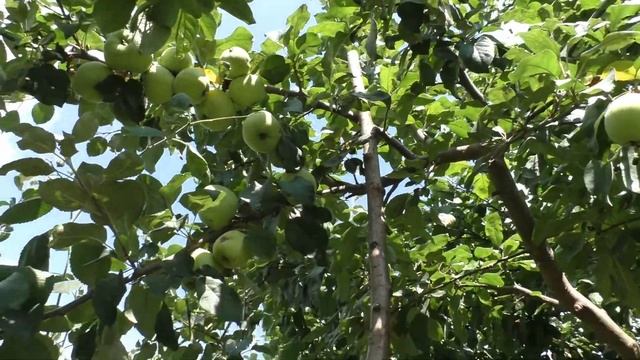 Результат Привитых Плодовых Деревьев . Большой Урожай Слив .? смотреть онлайн