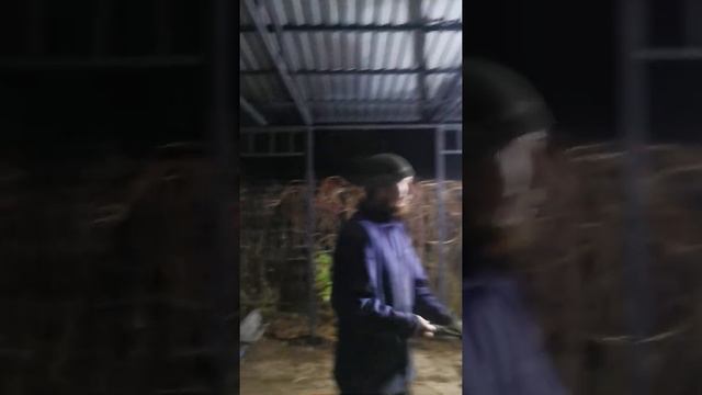 Заокский, сьёмный навес лайт без усилений на фермах по просьбе заказчика. смотреть онлайн
