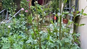 Георгины срезочные Цветы в моем саду