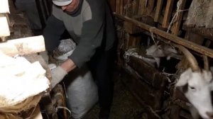 Содержание коз Кормление коз зимой