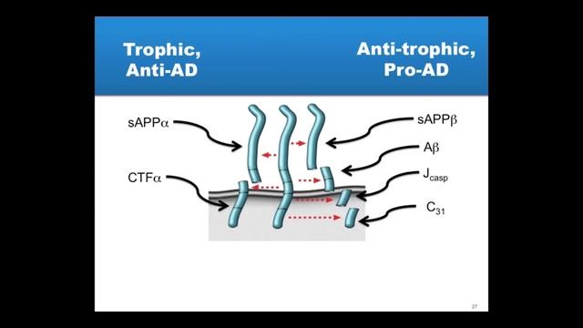 Reversing Alzheimer’s Disease-  Dr. Dale Bredesen, MD