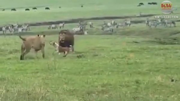 រឿងអស្ចារ្យនិងចម្លែករបស់សត្វព្រៃ,Amazing and strange stories of wild animals