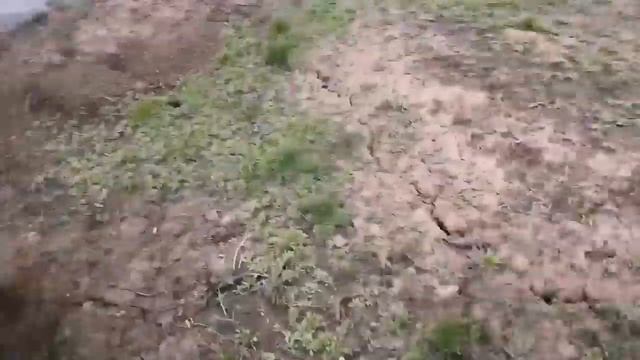 Танцующие тюльпаны Шренка. Огромная нора! Прогулка по родным местам. Оренбуржье, 2018 год. смотреть онлайн