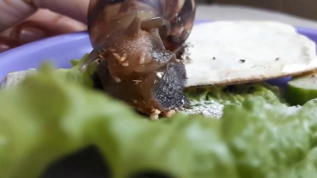 Как выглядит рот у улитки? Как улитка кушает лист салата?#ротулитки#улиткаест#фуликакушаетсалат смотреть онлайн