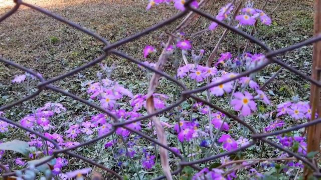 Primula malacoides asilvestrada en la Quebrada de San Lorenzo - Salta смотреть онлайн