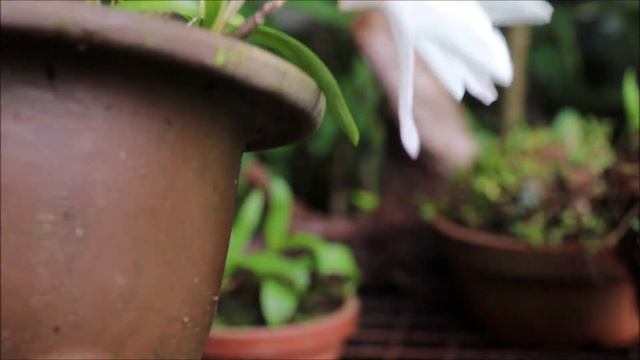 セッコク（石斛・Dendrobium moniliforme）咲きました。蘭ラン смотреть онлайн