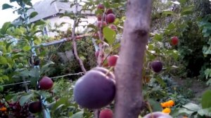 слива колоновидная