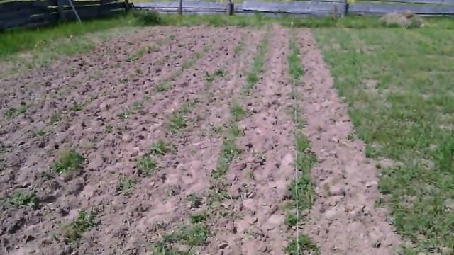 Прополка междурядий картофеля мотоблоком Карвер 6.5 л.с. смотреть онлайн