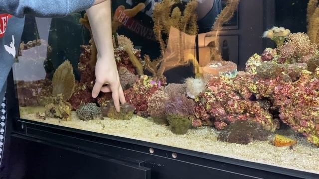 MY REEF AQUARIUM - Update 2021