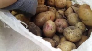 Копаем ранний картофель. Картофель Ривьера