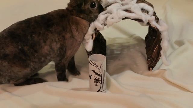 Scary Halloween Encounter смотреть онлайн