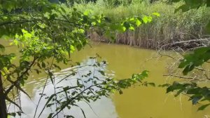 Ловля рыбы топтухой!