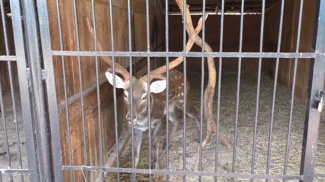 ВЛОГ Самарский зоопарк и набережная / VLOG Samara zoo and embankment смотреть онлайн