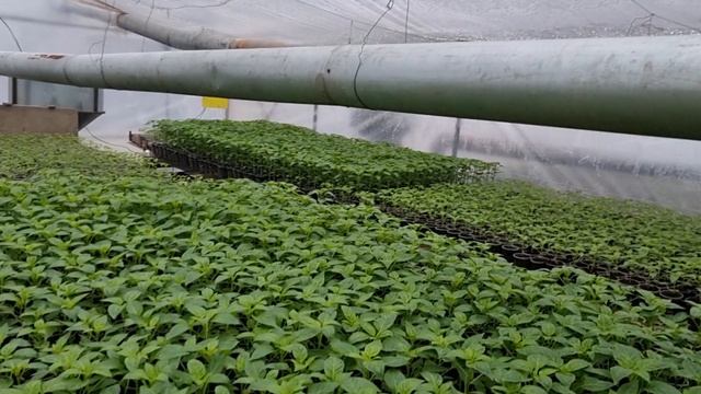 Овощи Растут. Выращивание рассады перца зимой. смотреть онлайн