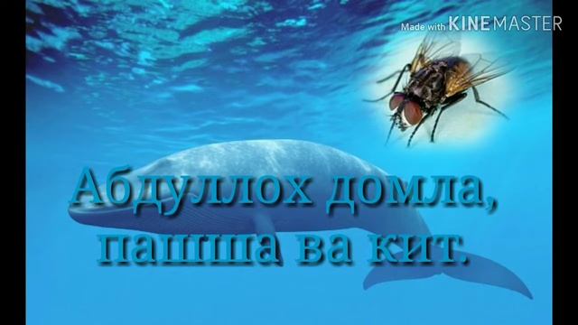 Абдуллох домла, пашша ва кит.