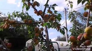 Абрикосы в Подмосковье